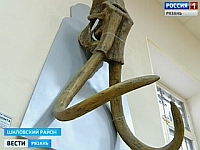 Шиловский музей пополнился черепом мамонта